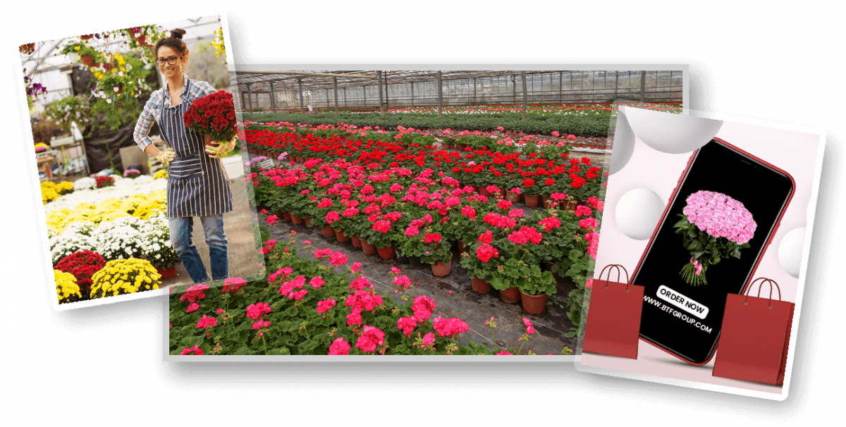 Wholesale & Retail Flower Supplier UAE Black Tulip Group