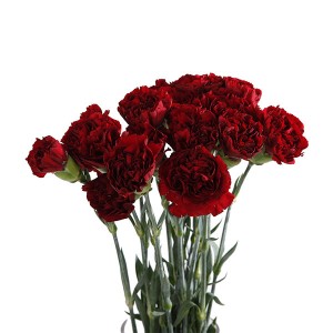 Carnation / Dianthus - Single
