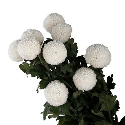 Chrysanthemum Ping Pong White | Black Tulip Group