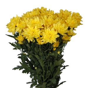 Chrysanthemum Spray Euro