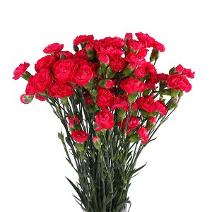 Carnation / Dianthus - Spray