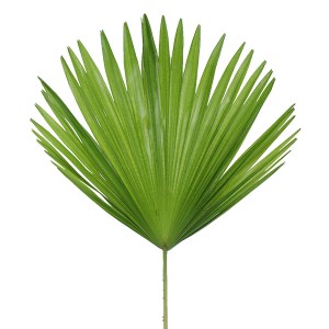 Finger Leaves / Livingstonia / Queens Palm