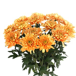 Chrysanthemum Disbud