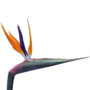 Strelitzia Flower / Bird of Paradise