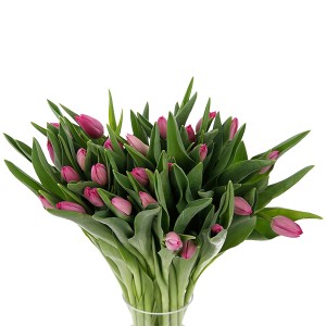 Tulip Regular