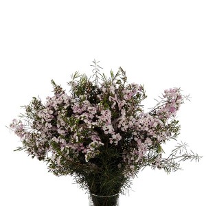 Wax Flower / Chamelaucium