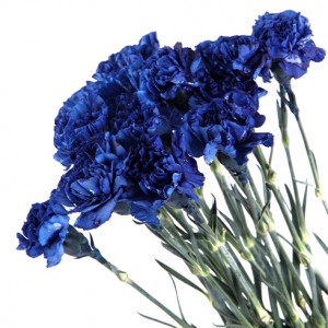 Carnation / Dianthus - Single Dyed
