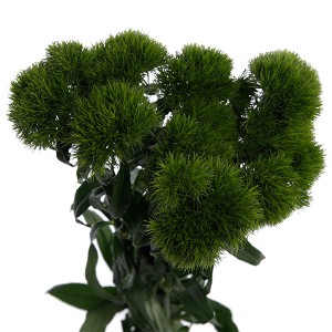 Carnation / Dianthus Green Trick