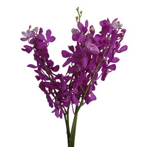 Orchid Mokara