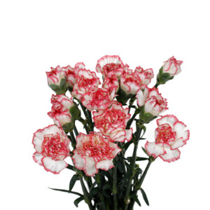 Carnation / Dianthus - Single