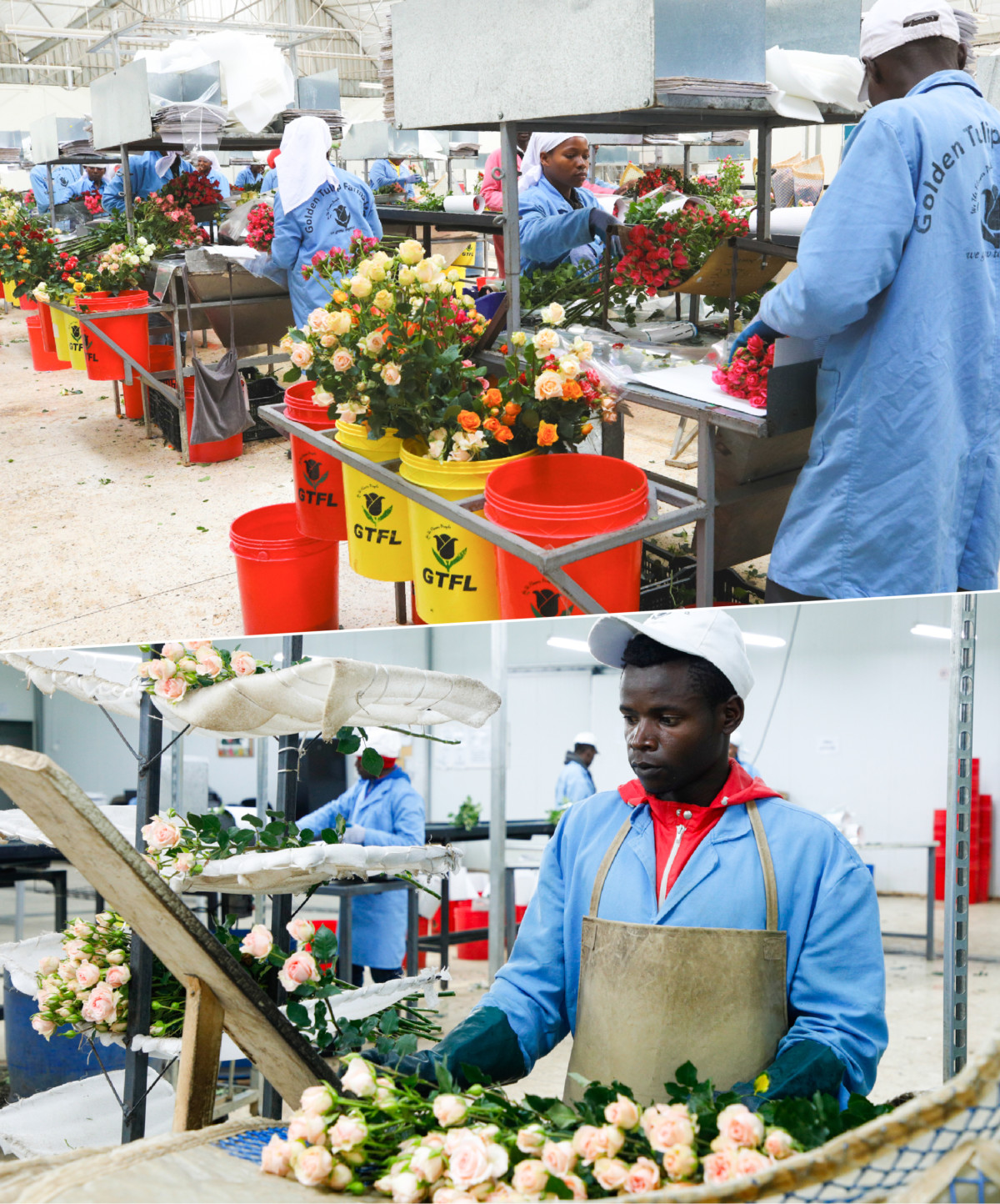 Wholesale Flowers Qatar Black Tulip Group