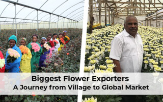 A graphic highlighting the path of flower exporters, illustrating their growth from village producers to global market players.