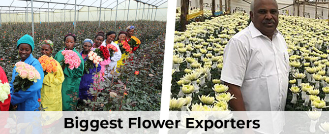 A graphic highlighting the path of flower exporters, illustrating their growth from village producers to global market players.