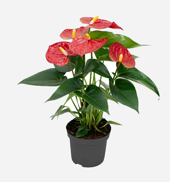 Anthurium Red Demo