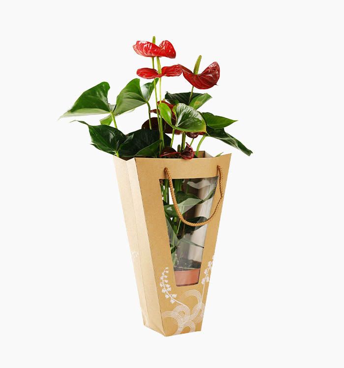 Anthurium Red Demo - Image 2